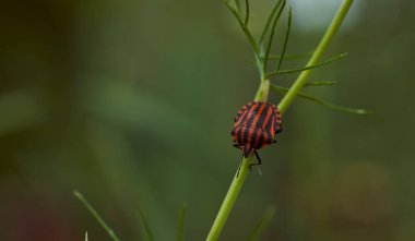 Dereotu Graphosoma italicum 'un yeşil dalında kırmızı çizgili tahtakurusu, kırmızı ve siyah çizgili koku böceği, Pentatomidae. Yüksek kalite fotoğraf