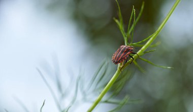 Dereotu Graphosoma italicum 'un yeşil dalında kırmızı çizgili tahtakurusu, kırmızı ve siyah çizgili koku böceği, Pentatomidae. Yüksek kalite fotoğraf