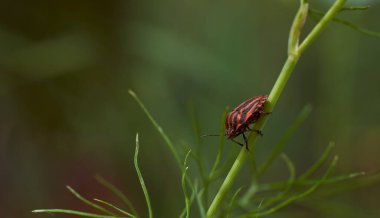 Dereotu Graphosoma italicum 'un yeşil dalında kırmızı çizgili tahtakurusu, kırmızı ve siyah çizgili koku böceği, Pentatomidae. Yüksek kalite fotoğraf