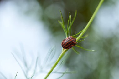 Dereotu Graphosoma italicum 'un yeşil dalında kırmızı çizgili tahtakurusu, kırmızı ve siyah çizgili koku böceği, Pentatomidae. Yüksek kalite fotoğraf