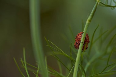 Dereotu Graphosoma italicum 'un yeşil dalında kırmızı çizgili tahtakurusu, kırmızı ve siyah çizgili koku böceği, Pentatomidae. Yüksek kalite fotoğraf