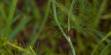 Dereotu Graphosoma italicum 'un yeşil dalında kırmızı çizgili tahtakurusu, kırmızı ve siyah çizgili koku böceği, Pentatomidae. Yüksek kalite fotoğraf