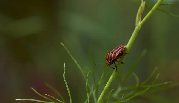 Rotgestreifte Wanze Auf Einem Grünen Zweig Von Dill Graphosoma Italicum — Stockfoto