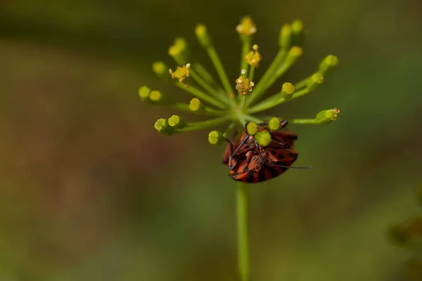 Красный Полосатый Клоп Зеленой Ветке Укропа Graphosoma Italicum Красный Черный — стоковое фото