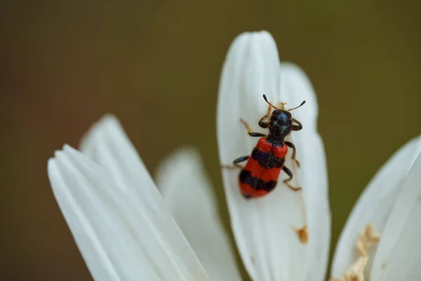 Close Kamille Gänseblümchen Blume Mit Gelbem Nektar Und Käfer Makroeffekt — Stockfoto