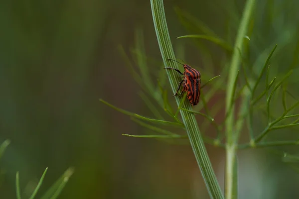 Rotgestreifte Wanze Auf Einem Grünen Zweig Von Dill Graphosoma Italicum — Stockfoto