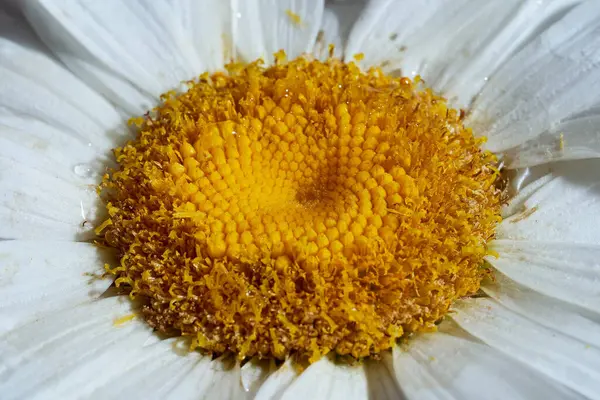 Close Chamomile Daisy Flower Yellow Nectar High Quality Photo — Stock Photo, Image