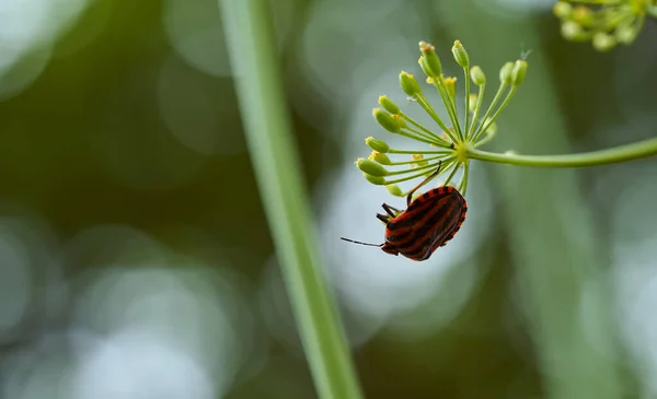 Rotgestreifte Wanze Auf Einem Grünen Zweig Von Dill Graphosoma Italicum — Stockfoto