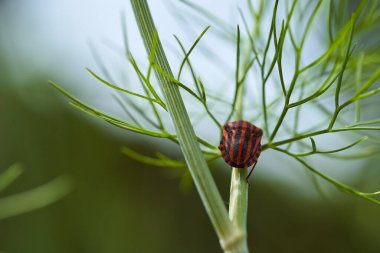 Dereotu Graphosoma italicum 'un yeşil dalında kırmızı çizgili tahtakurusu, kırmızı ve siyah çizgili koku böceği, Pentatomidae. Yüksek kalite fotoğraf