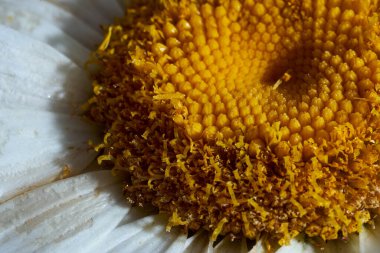 Sarı nektarlı papatya çiçeği yakın plan. Yüksek kalite fotoğraf