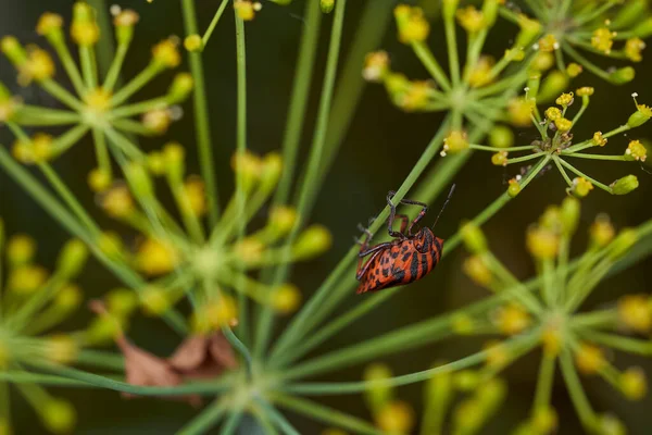 Rotgestreifte Wanze Auf Einem Grünen Zweig Von Dill Graphosoma Italicum — Stockfoto