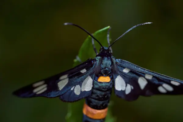 Yeşil Yaprakta Benekli Kanatları Olan Koyu Mavi Bir Kelebek Yüksek — Stok fotoğraf