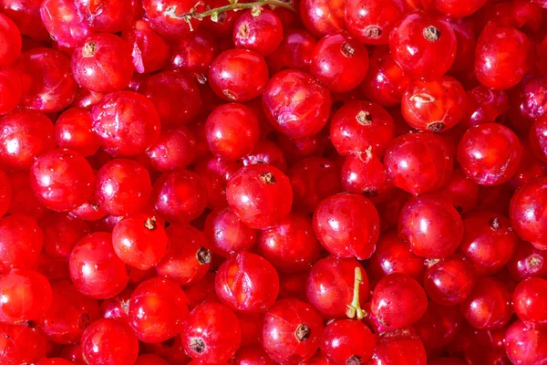 Bolachas Farinha Aveia Sobre Fundo Branco Foto Alta Qualidade — Fotografia de Stock