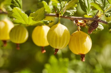 Bir dalda sarı bektaşi üzümü meyvesi. Yüksek kalite fotoğraf