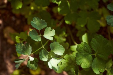 Yaz ormanında yeşil yapraklar saftır. Yüksek kalite fotoğraf
