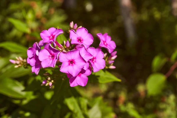 Purple Flower Green Blurred Background High Quality Photo — Stock Photo, Image