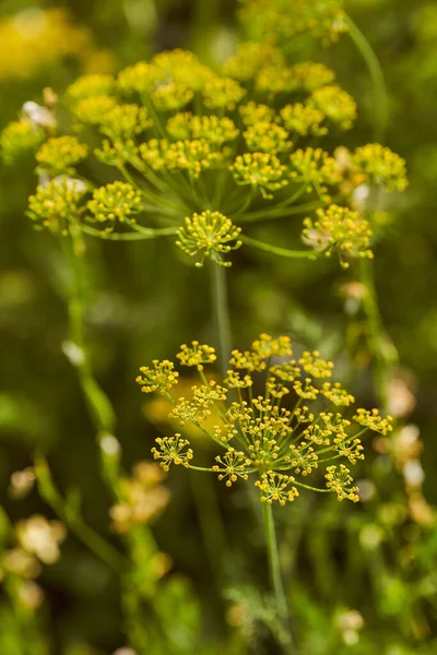 緑色の背景に黄色いディルの花を咲かせます 高品質の写真 — ストック写真