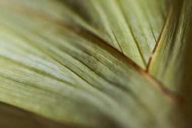 Bitkinin ince yeşil yaprakları. Yakın çekim. Makro efekt fotoğrafı. Yüksek kalite fotoğraf