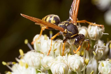 Yabanarısı rezene çiçeklerinde nektar toplar. Yüksek kalite fotoğraf