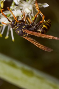 Yabanarısı rezene çiçeklerinde nektar toplar. Yüksek kalite fotoğraf