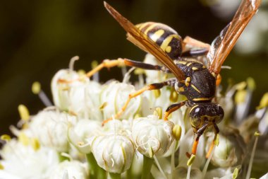Yabanarısı rezene çiçeklerinde nektar toplar. Yüksek kalite fotoğraf