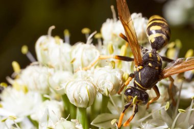 Yabanarısı rezene çiçeklerinde nektar toplar. Yüksek kalite fotoğraf
