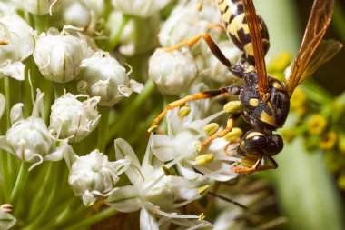 Yabanarısı rezene çiçeklerinde nektar toplar. Yüksek kalite fotoğraf
