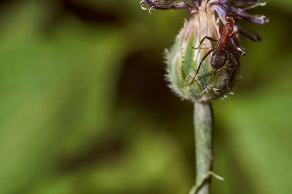 Μυρμήγκι Κάθεται Ένα Μυστικό Λουλούδι Πράσινο Φόντο Υψηλής Ποιότητας Φωτογραφία — Φωτογραφία Αρχείου