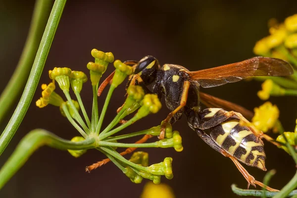 Wasp collects nectar on fennel flowers. High quality photo