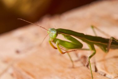 Tahta bir yonga üzerinde oturan yeşil peygamber devesi. Makro efekt fotoğrafı. Yüksek kalite fotoğraf