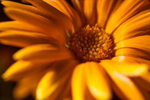 멀구슬나무 Calendula Family Astra 일종인 약용식물 Marigold Herbaceous Plant 약재이다 — 스톡 사진