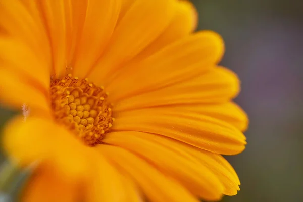 멀구슬나무 Calendula Family Astra 일종인 약용식물 Marigold Herbaceous Plant 약재이다 — 스톡 사진