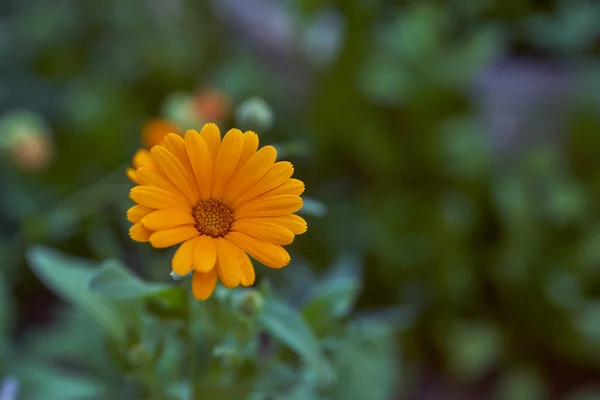 멀구슬나무 Calendula Family Astra 일종인 약용식물 Marigold Herbaceous Plant 약재이다 — 스톡 사진