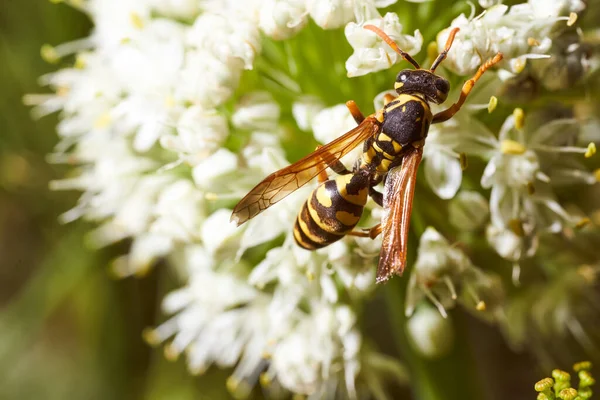 Yabanarısı rezene çiçeklerinde nektar toplar. Yüksek kalite fotoğraf