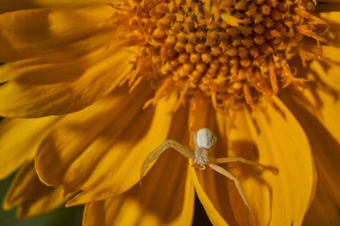 Küçük beyaz bir örümcek çiçeğin sarı yapraklarının üzerinde oturur. Yüksek kalite fotoğraf