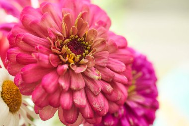Zinnia elegans, Asteraceae familyasından yıllık bir bitki türü. Yüksek kalite fotoğraf