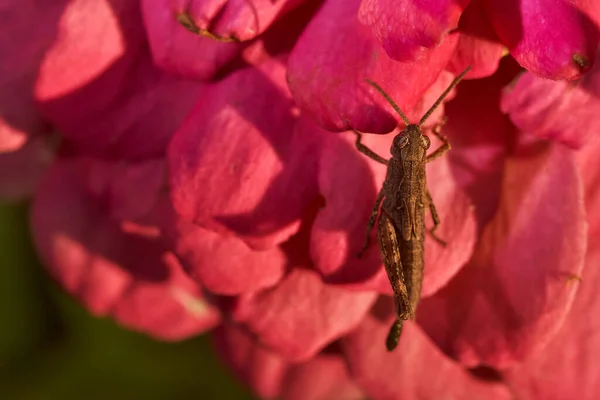 Ακρίδας Κάθεται Στο Κόκκινο Λουλούδι Κοντινό Πλάνο Φωτογραφία Εφέ Μακροεντολών — Φωτογραφία Αρχείου
