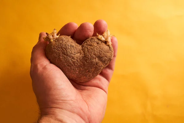 Batatas Lisas Forma Coração Uma Mão Humana Foto Alta Qualidade — Fotografia de Stock