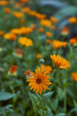 Şifalı çiviler, ya da kadife çiçeği şifalı bitkiler, Calendula familyasından bir tür Astra. Yüksek kalite fotoğraf