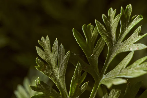 Bitkinin Ince Yeşil Yaprakları Yakın Çekim Makro Efekt Fotoğrafı Yüksek — Stok fotoğraf