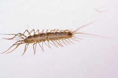 Evde dev bir kırkayak var. Emetofobi, büyük böceklerden korkmak. Stok fotoğrafı. Yüksek kalite fotoğraf