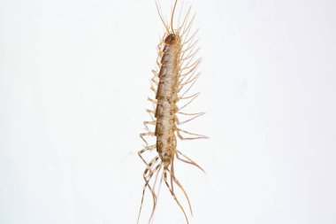 Evde dev bir kırkayak var. Emetofobi, büyük böceklerden korkmak. Stok fotoğrafı. Yüksek kalite fotoğraf