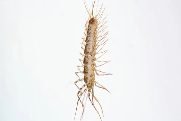 Giant centipede in the house. Emetophobia, afraid of the big bugs. stock photo. High quality photo