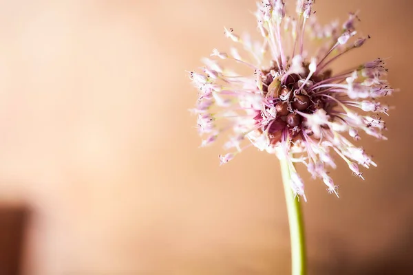 Onbedekte Overrijpe Knoflook Met Kleine Zaadjes Ligt Een Bruine Achtergrond — Stockfoto