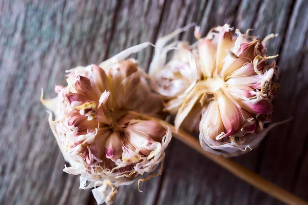 Alho Descoberto Com Pequenas Sementes Está Uma Mesa Madeira Foto — Fotografia de Stock