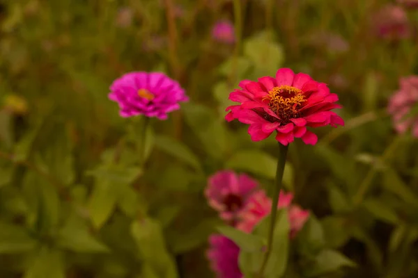 The zinc is an annual herbaceous plant, a species of the genus Cinnia of the Astra family. The zinnia is elegant, along with the petunia hybrid, one of the most popular flower crops. High quality photo