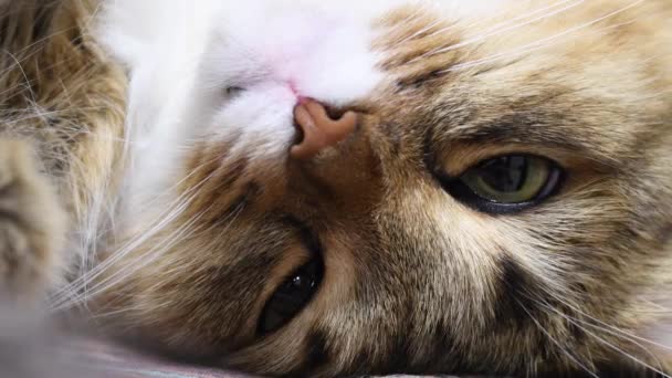 4K: Cacciatore di gattini dagli occhi verdi. Primo piano sul viso. Macro, il gatto dorme, lampeggia — Video Stock