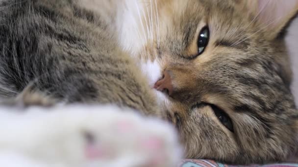 4K: Cacciatore di gattini dagli occhi verdi. Primo piano sul viso. Macro, il gatto dorme, lampeggia — Video Stock