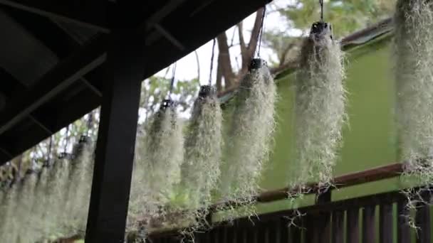 Hängende Pflanze auf Fensterrahmen des Zimmers mit anderen schönen Blumentöpfen hängende Pflanzen in schönen Vasen schwanken im Wind. — Stockvideo