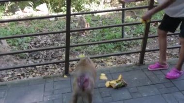 Genç güzel kız gezgin fil muz besler